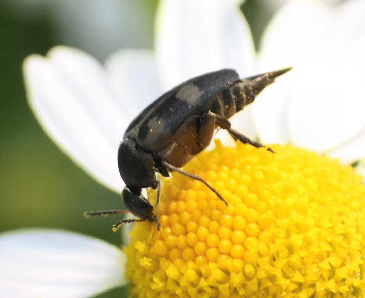 Variimorda villosa da confermare